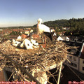 08_35-nest.jpg