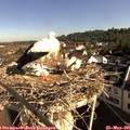 08_50-nest.jpg