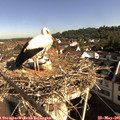 08_55-nest.jpg