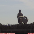 09_00-mast.jpg