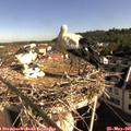 09_00-nest.jpg