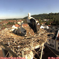 09_05-nest.jpg