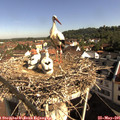 09_10-nest.jpg
