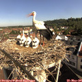 09_15-nest.jpg
