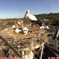 09_20-nest.jpg