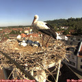 09_25-nest.jpg