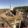09_35-nest.jpg