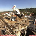 09_40-nest.jpg