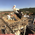 09_45-nest.jpg