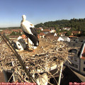 09_55-nest.jpg