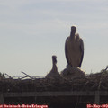 10_00-mast.jpg