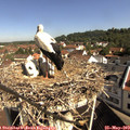 10_00-nest.jpg