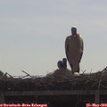 10_10-mast.jpg