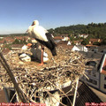 10_10-nest.jpg