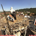 10_15-nest.jpg