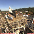 10_20-nest.jpg