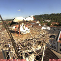 10_25-nest.jpg