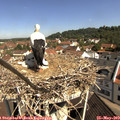 10_30-nest.jpg