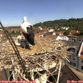 10_35-nest.jpg
