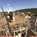 10_40-nest.jpg
