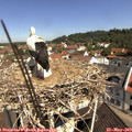 10_45-nest.jpg