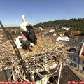 10_50-nest.jpg