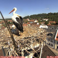 10_55-nest.jpg