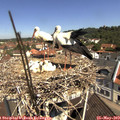 11_00-nest.jpg
