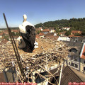 11_05-nest.jpg