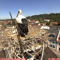 11_10-nest.jpg