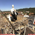 11_15-nest.jpg
