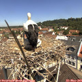 11_20-nest.jpg