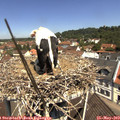 11_25-nest.jpg