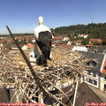 11_30-nest.jpg