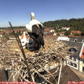 11_35-nest.jpg