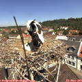 11_40-nest.jpg