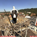 11_45-nest.jpg
