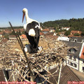 11_50-nest.jpg