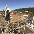 12_00-nest.jpg