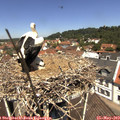 12_05-nest.jpg