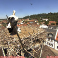 12_10-nest.jpg