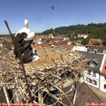 12_15-nest.jpg