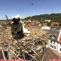 12_20-nest.jpg