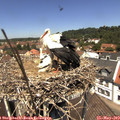 12_25-nest.jpg
