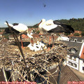 12_30-nest.jpg