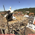 12_35-nest.jpg