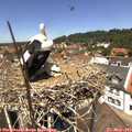 12_40-nest.jpg