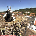 12_45-nest.jpg