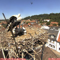 12_50-nest.jpg