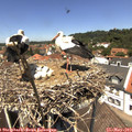 12_55-nest.jpg